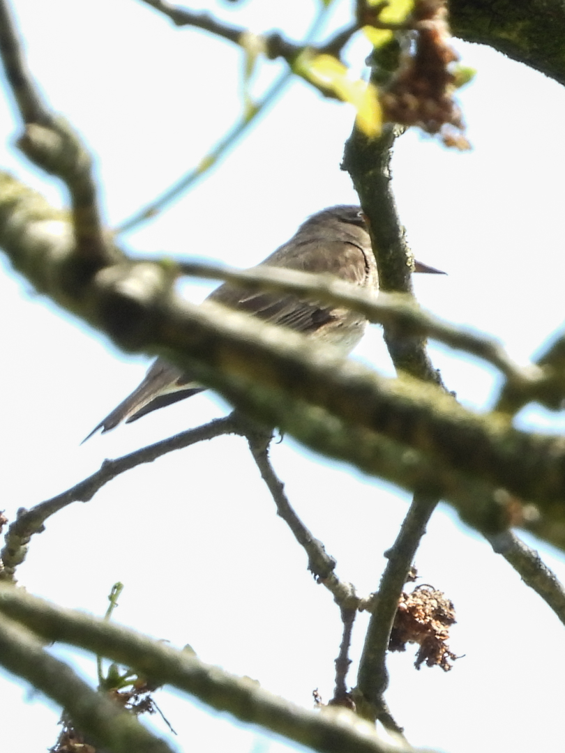 Grauwe vliegenvanger?